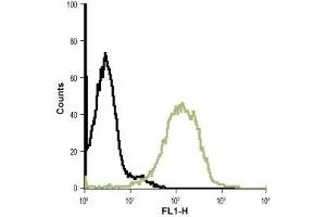 Cell surface detection of Bestrophin-1 in live intact Jurkat (human T cell leukemia) cell line: (black line) Control cells + goat-anti-rabbit-FITC. (Bestrophin 1 antibody  (3rd Extracellular Loop))