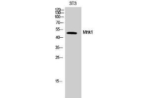 Western Blotting (WB) image for anti-MAP Kinase Interacting serine/threonine Kinase 1 (MKNK1) (Tyr368) antibody (ABIN3176055) (MKNK1 antibody  (Tyr368))