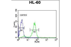 Flow cytometric analysis of HL-60 cells (right histogram) compared to a negative control cell (left histogram). (POLG2 antibody  (C-Term))
