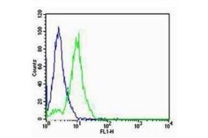 F9 cells probed with Rabbit Anti-SP-C Polyclonal Antibody  Alexa Fluor 488 Conjugated Secondary Antibody. (FOXA2 antibody  (AA 201-300))