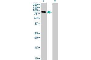 Western Blot analysis of BTN3A3 expression in transfected 293T cell line by BTN3A3 MaxPab polyclonal antibody.
