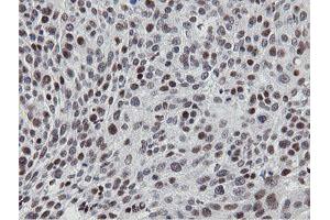 Image no. 1 for anti-Mitochondrial Intermediate Peptidase (MIPEP) (AA 174-516) antibody (ABIN1491016) (MIPEP antibody  (AA 174-516))