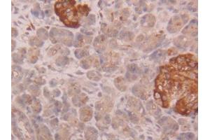 IHC-P analysis of Human Pancreas Tissue, with DAB staining. (CUZD1 antibody  (AA 218-479))