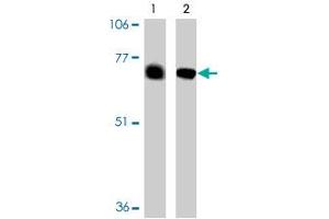 Western blot analysis of BACE2 expression in human (lane 1) and mouse (lane 2) heart tissue in BACE2 polyclonal antibody. (BACE2 antibody  (AA 44-59))