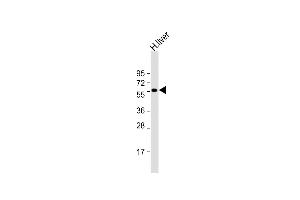 Anti-SLC30A10 Antibody (C-term) at 1:2000 dilution + human liver lysate Lysates/proteins at 20 μg per lane. (SLC30A10 antibody  (AA 331-359))