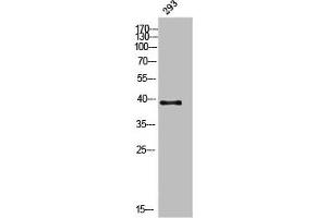 Western Blot analysis of 293 cells using DGAT2L3 Polyclonal Antibody (AWAT1 antibody  (C-Term))