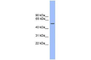 WB Suggested Anti-ZBTB8 Antibody Titration:  0. (ZBTB8A antibody  (C-Term))