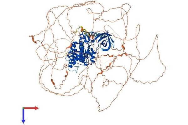 HIPK3 Protein (AA 1-1215) (His tag)
