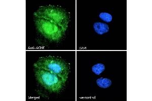 (ABIN185357) Immunofluorescence analysis of paraformaldehyde fixed U2OS cells, permeabilized with 0. (Acetylcholinesterase antibody  (C-Term))