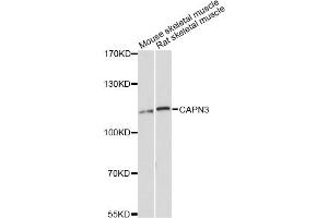 Western blot analysis of extracts of various cell lines, using CAPN3 Antibody (ABIN5997358) at 1:3000 dilution. (Calpain 3 antibody)