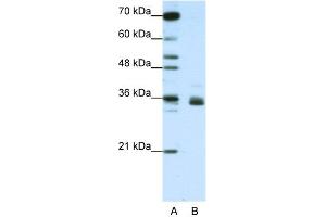 WB Suggested Anti-HNRNPA1L2 Antibody Titration:  1. (HNRNPA1L2 antibody  (N-Term))