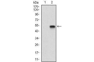 Western blot analysis using mSplunc2 mAb against HEK293 (1) and mSplunc2 -hIgGFc transfected HEK293 (2) cell lysate.