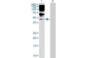 Western Blot analysis of RRAGB expression in transfected 293T cell line by RRAGB MaxPab polyclonal antibody. (RRAGB antibody  (AA 1-374))