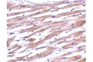 Image no. 1 for anti-Uracil-DNA Glycosylase (UNG) (N-Term) antibody (ABIN318787) (UNG antibody  (N-Term))