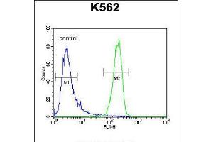 Flow cytometric analysis of K562 cells (right histogram) compared to a negative control cell (left histogram). (ATP8A2 antibody  (N-Term))