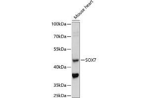 Western blot analysis of extracts of mouse heart, using SOX7 antibody (ABIN7270576) at 1:1000 dilution. (SOX7 antibody  (AA 250-350))