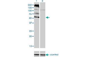 Western Blotting (WB) image for anti-Feline Leukemia Virus Subgroup C Cellular Receptor 1 (FLVCR1) (AA 1-83) antibody (ABIN565398)