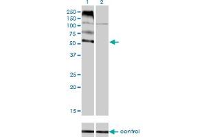 Western blot analysis of FLVCR over-expressed 293 cell line, cotransfected with FLVCR Validated Chimera RNAi (Lane 2) or non-transfected control (Lane 1). (FLVCR antibody  (AA 1-83))