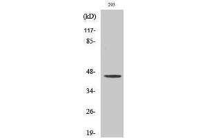 Western Blotting (WB) image for anti-Opioid Receptor, mu 1 (OPRM1) (Thr187) antibody (ABIN3185617) (Mu Opioid Receptor 1 antibody  (Thr187))