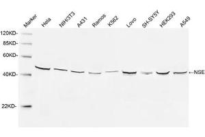 Western blot analysis of cell lysates using 1 µg/mL Rabbit Anti-NSE Polyclonal Antibody (ABIN398879) The signal was developed with IRDyeTM 800 Conjugated Goat Anti-Rabbit IgG. (ENO2/NSE antibody  (N-Term))