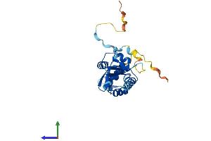 AlphaFold protein structure predicition of Human Recombinant KCTD1 Protein, UniprotID Q719H9 (KCTD1 Protein (AA 1-257) (His tag))