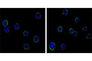 Immunofluorescence analysis of HL-60(left) and K562 (right) cells using CD19 mouse mAb (green). (CD19 antibody)