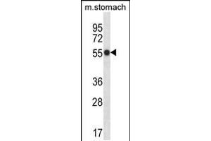 Western blot analysis in mouse stomach tissue lysates (35ug/lane). (PHKG1 antibody  (C-Term))