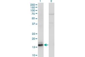 Western Blot analysis of AGR2 expression in transfected 293T cell line by AGR2 monoclonal antibody (M05), clone 1C9. (AGR2 antibody  (AA 1-175))