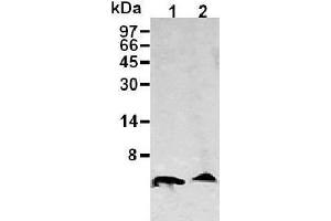 Western Blotting (WB) image for anti-Amyloid beta (Abeta) (AA 1-16), (N-Term) antibody (ABIN1105360) (beta Amyloid antibody  (N-Term))