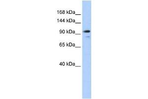 Western Blotting (WB) image for anti-Angiomotin Like 1 (AMOTL1) antibody (ABIN2458691)
