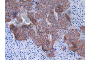 DAB staining on IHC-P; Samples: Rat Adrenal gland Tissue (SHBG antibody  (AA 44-222))