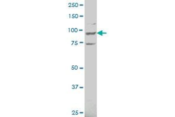 ATP6V0A2 antibody  (AA 198-304)