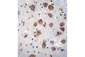 PDE1B Antibody immunohistochemistry analysis in formalin fixed and paraffin embedded human brain tissue followed by peroxidase conjugation of the secondary antibody and DAB staining.