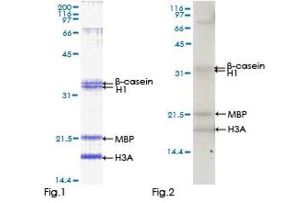 MAPKAP Kinase 3 Protein (AA 1-382) (GST tag)