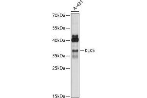 Western blot analysis of extracts of A-431 cells, using KLK5 antibody (ABIN7268064) at 1:1000 dilution. (Kallikrein 5 antibody  (C-Term))