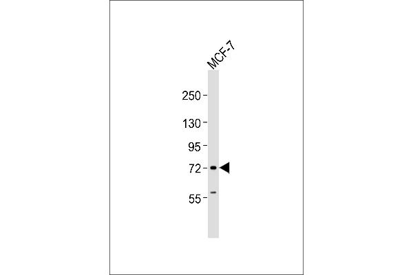 SLC24A2 antibody