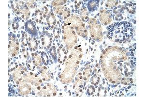ANP32A antibody was used for immunohistochemistry at a concentration of 4-8 ug/ml to stain Epithelial cells of renal tubule (arrows) in Human Kidney. (PHAP1 antibody)