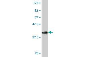 Western Blot detection against Immunogen (35. (RAPGEF2 antibody  (AA 1398-1487))