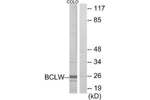 Western Blotting (WB) image for anti-BCL2-Like 2 (BCL2L2) (C-Term) antibody (ABIN1850414) (BCL2L2 antibody  (C-Term))