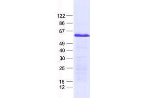 ZNF596 Protein (His tag)