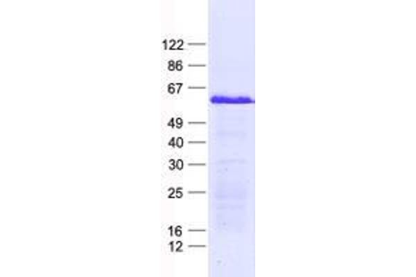 ZNF596 Protein (His tag)