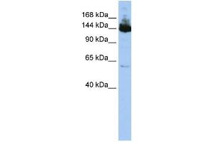 WB Suggested Anti-SYMPK  Antibody Titration: 0. (Symplekin antibody  (Middle Region))