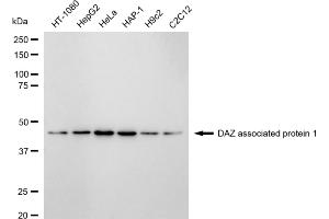Western blotting analysis using DAZ associated protein 1 antibody (ABIN7798276).
