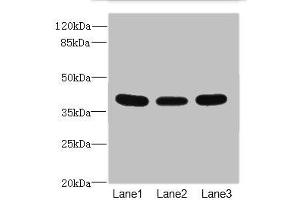 Western blot All lanes: CD1C antibody at 3. (CD1c antibody  (AA 18-300))