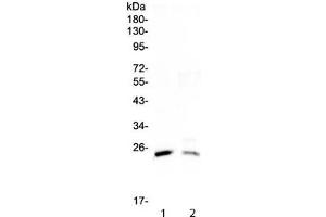 Western blot testing of 1) rat testis and 2) mouse testis lysate with StAR antibody at 0.