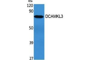 Western Blotting (WB) image for anti-Doublecortin-Like Kinase 3 (DCLK3) (Internal Region) antibody (ABIN3174717) (DCLK3 antibody  (Internal Region))