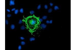 Anti-PDE1B mouse monoclonal antibody (ABIN2454884) immunofluorescent staining of COS7 cells transiently transfected by pCMV6-ENTRY PDE1B (RC206588). (PDE1B antibody)