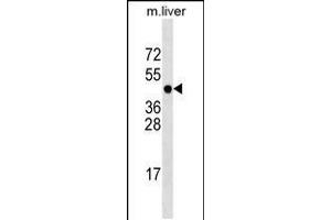 Western blot analysis in mouse liver tissue lysates (35ug/lane). (PCMTD1 antibody  (N-Term))