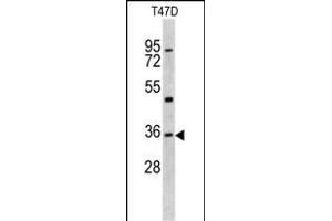 Western blot analysis of KLF6 antibody (N-term) (ABIN390516 and ABIN2840869) in T47D cell line lysates (35 μg/lane). (KLF6 antibody  (N-Term))