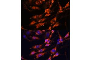 Immunofluorescence (IF) image for anti-Teneurin Transmembrane Protein 1 (TENM1) (AA 350-540) antibody (ABIN7270767)